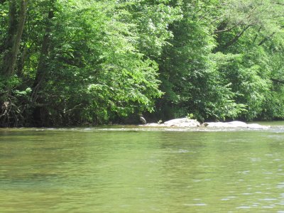 Dan River Kayaking - 2010-05-08