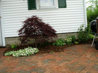 our backyard 1