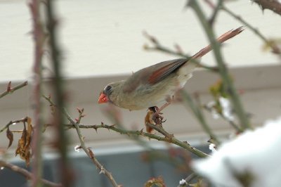 dsc_9276.jpg