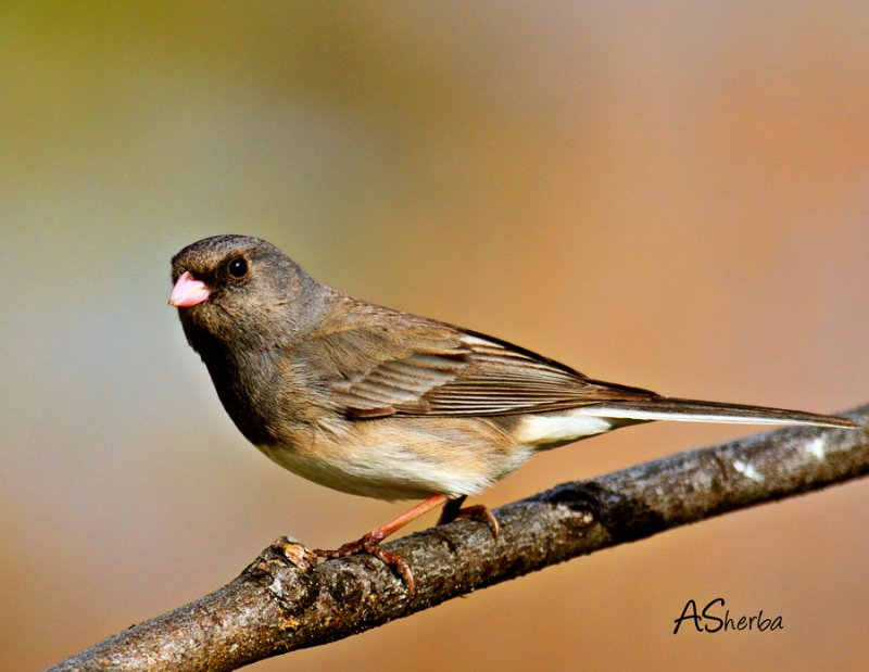 May16JUnco.jpg