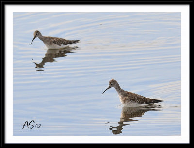 Shorebirds.jpg