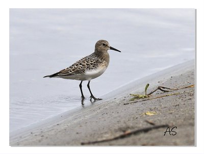 AnotherShoreBird copy.jpg