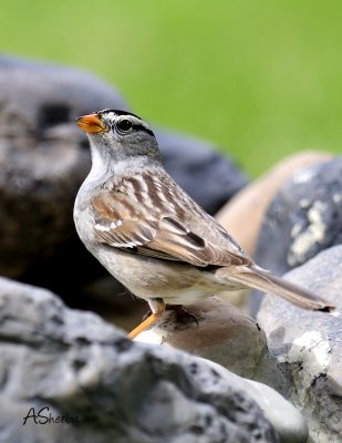 White-CrownedSparrow.jpg