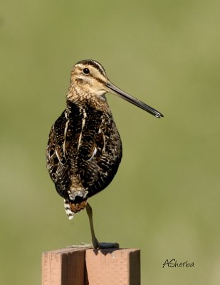 Wilsons-Snipe.jpg