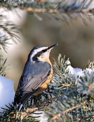 RedBreastedNuthatchDec2709.jpg