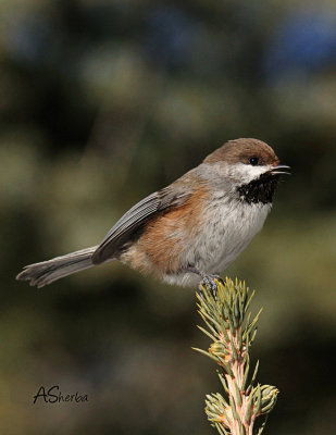 2010BorealChickadee.jpg