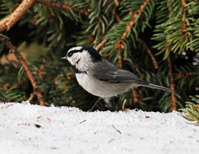 MountainChickadee.jpg