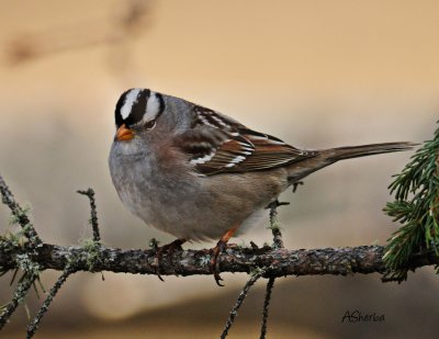 White-Crowned Sparrow.jpg