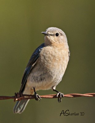 FemaleBluebird.jpg