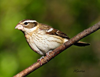 FemalleRose-BreastedGrosbeak.jpg