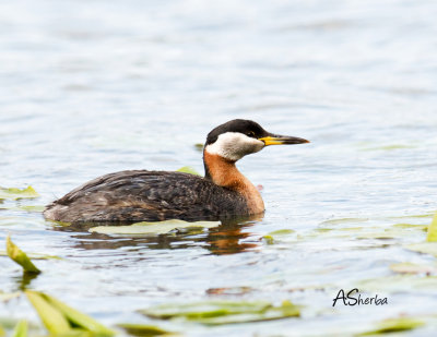 Red-Necked-Grebe.jpg