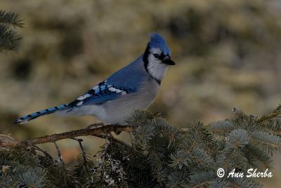 bluejay2-after copy.jpg