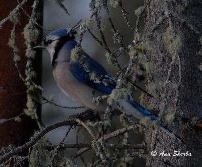 bluejayFeb9-.jpg