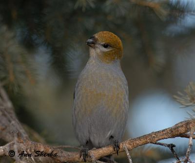 femalepinegrossbeak1-.jpg