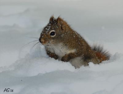 snowsquirrel.jpg