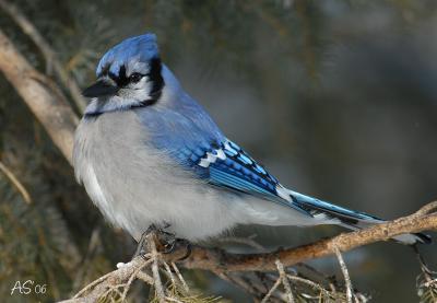 mar11bluejay.jpg