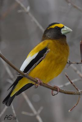 1EveningGrossbeak.jpg