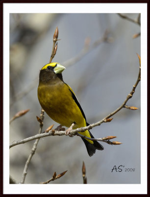 2008EveningGrosbeak.jpg