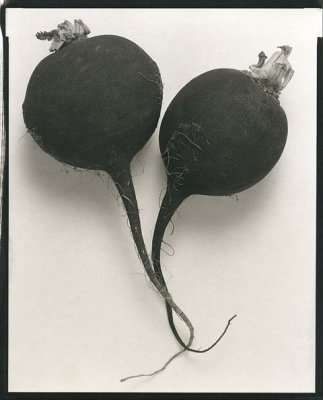 Black Radishes