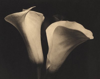 Calla Ballet