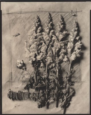 Snap Dragons and Neptune
