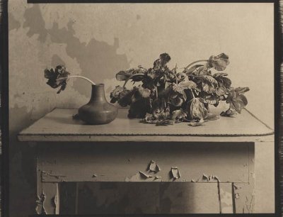 Wilting Tulips