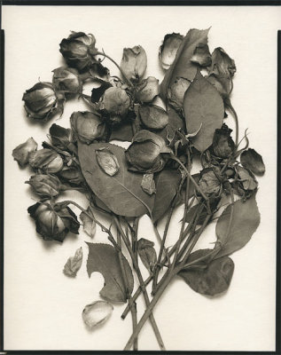 dried roses