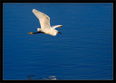 Snowy Egret Over Lake