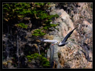 Brown Pelican Over Cliffs