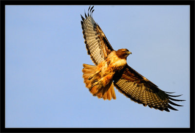 Red-Tailed Hawk Flight