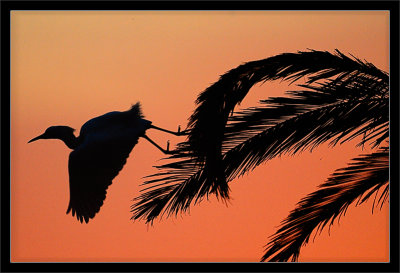 Palm Takeoff at Sunset
