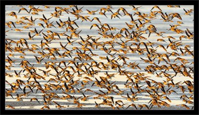 Flight of the Sandpipers