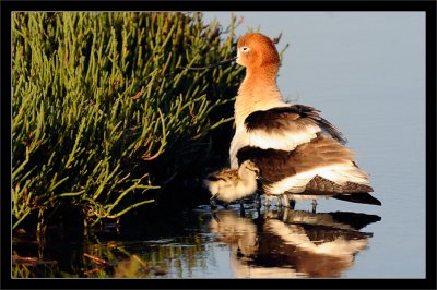 Avocet and Chick(s)