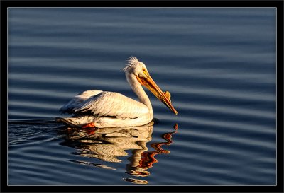 Pelican: Morning Fishing