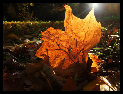 Sun on Newly Fallen Leaf