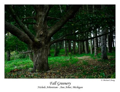 Maple & Fall Greenery