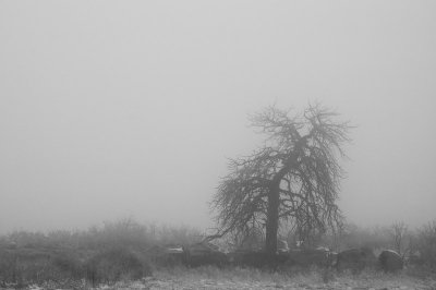 Into The Freezing Fog In Black And White