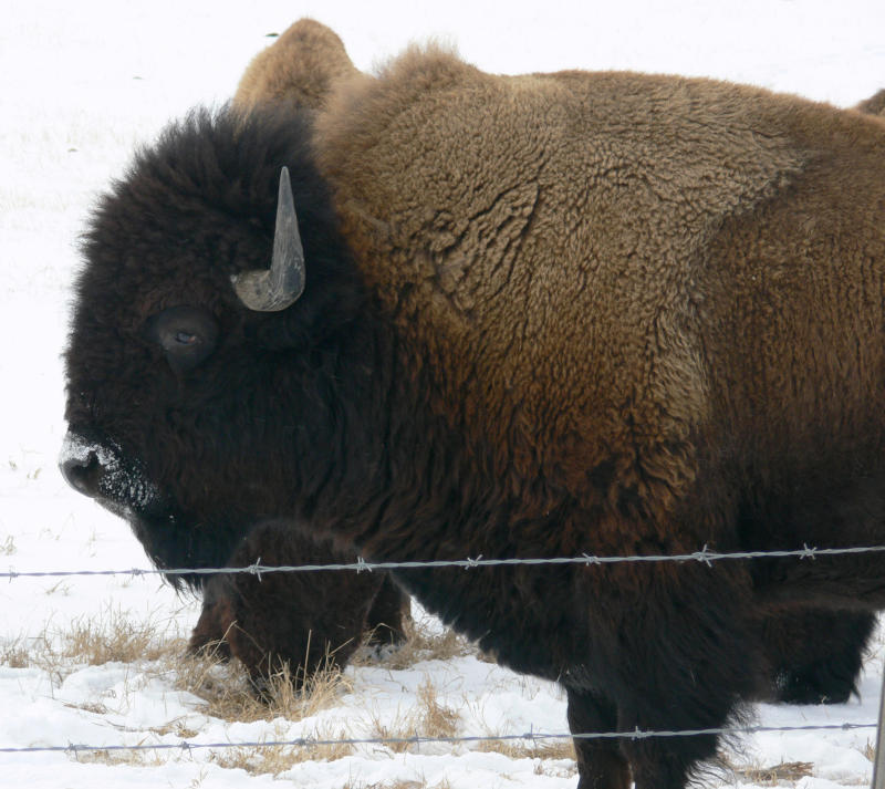 P1000054crop.jpg