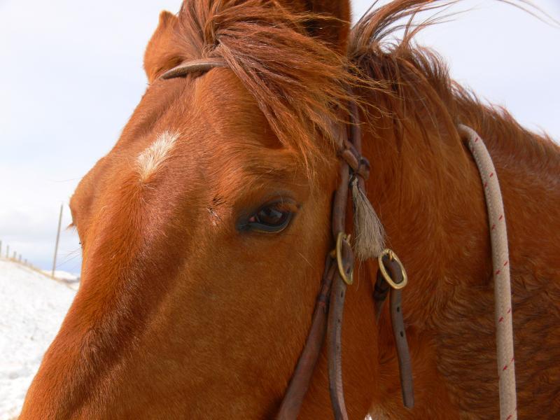 Dobbin.jpg