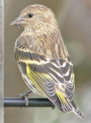 Pine Siskin