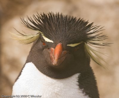 Rockhopper close up