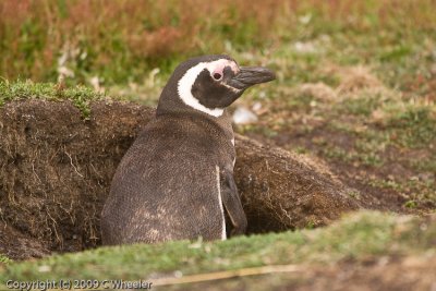 Magellanic Penguins burrow under ground. They are shy and crawl in their hole when you walk by.