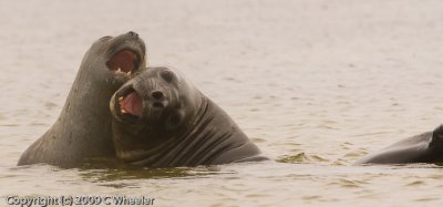 Sea lions