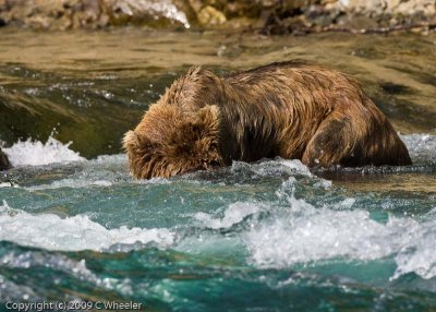 The bears often put their heads underwater to look for the fish. Doesnt that water look refreshing?