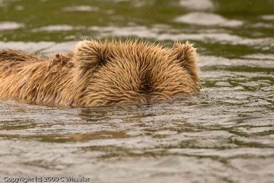 Snorkeling bear