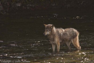 A wolf we saw at Brooks Falls