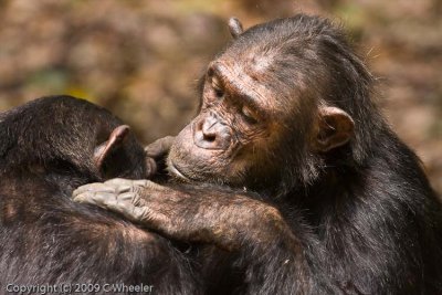 Chimpanzees grooming