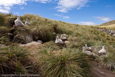 Albatross rookery