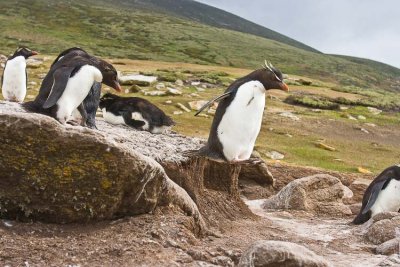 Rockhopper jumping down