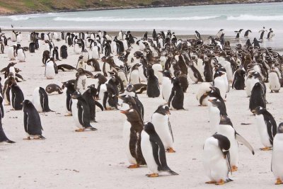 Gentoo and Magellanic penguins in the same place (the Magellanics look like they have a C on their head)